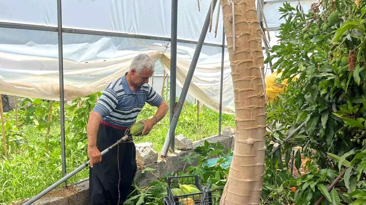 antalyanin-alanya-ilcesinde-papaya-hasadi-basladi-WYvX686j.jpg