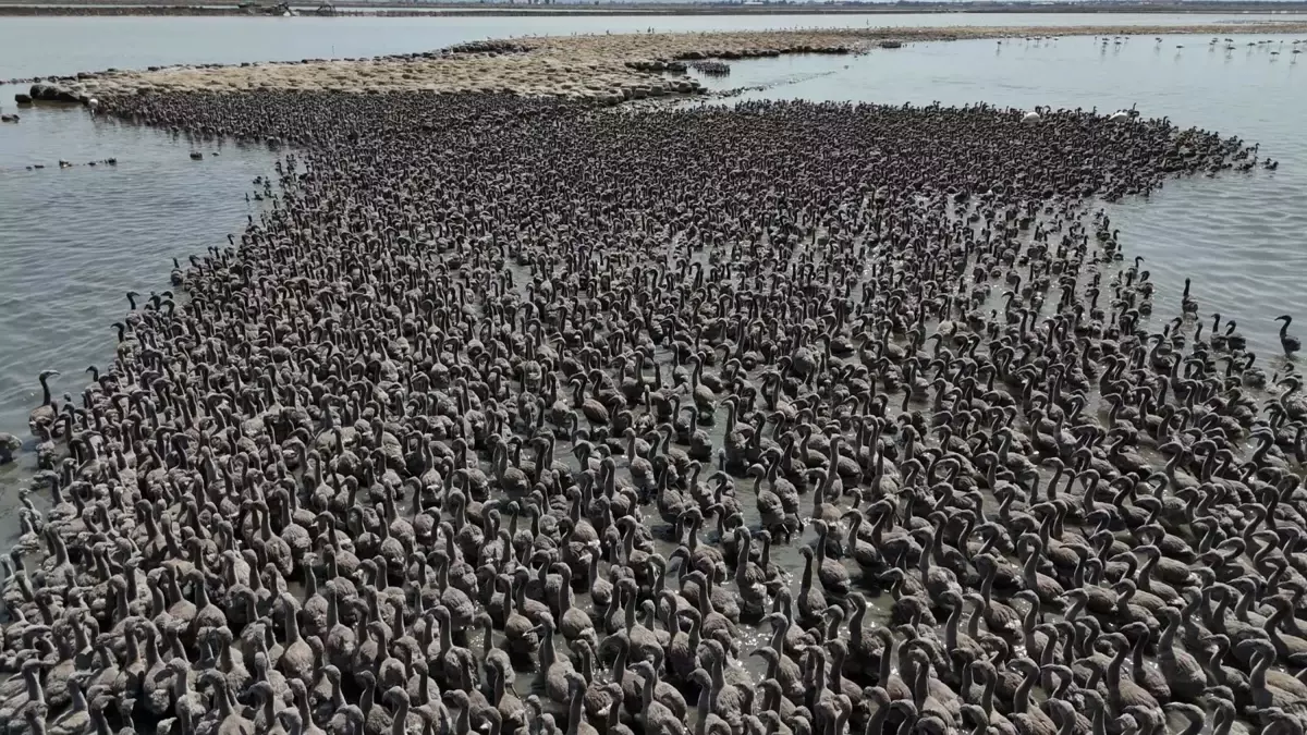 izmir-kus-cennetinde-13-bin-yavru-flamingo-dunyaya-geldi-efq5PkjJ.jpg