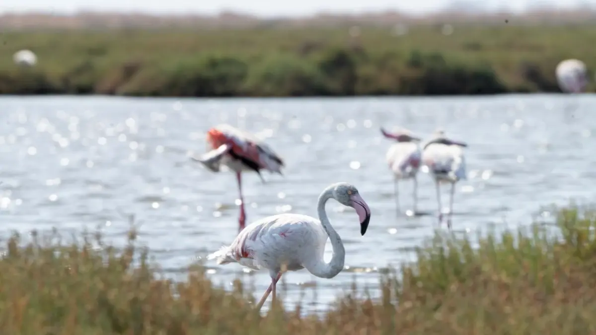 izmirde-flamingo-yolu-tipleri-ile-gediz-deltasinin-hosluklari-kesfediliyor-qgHMCdnX.jpg